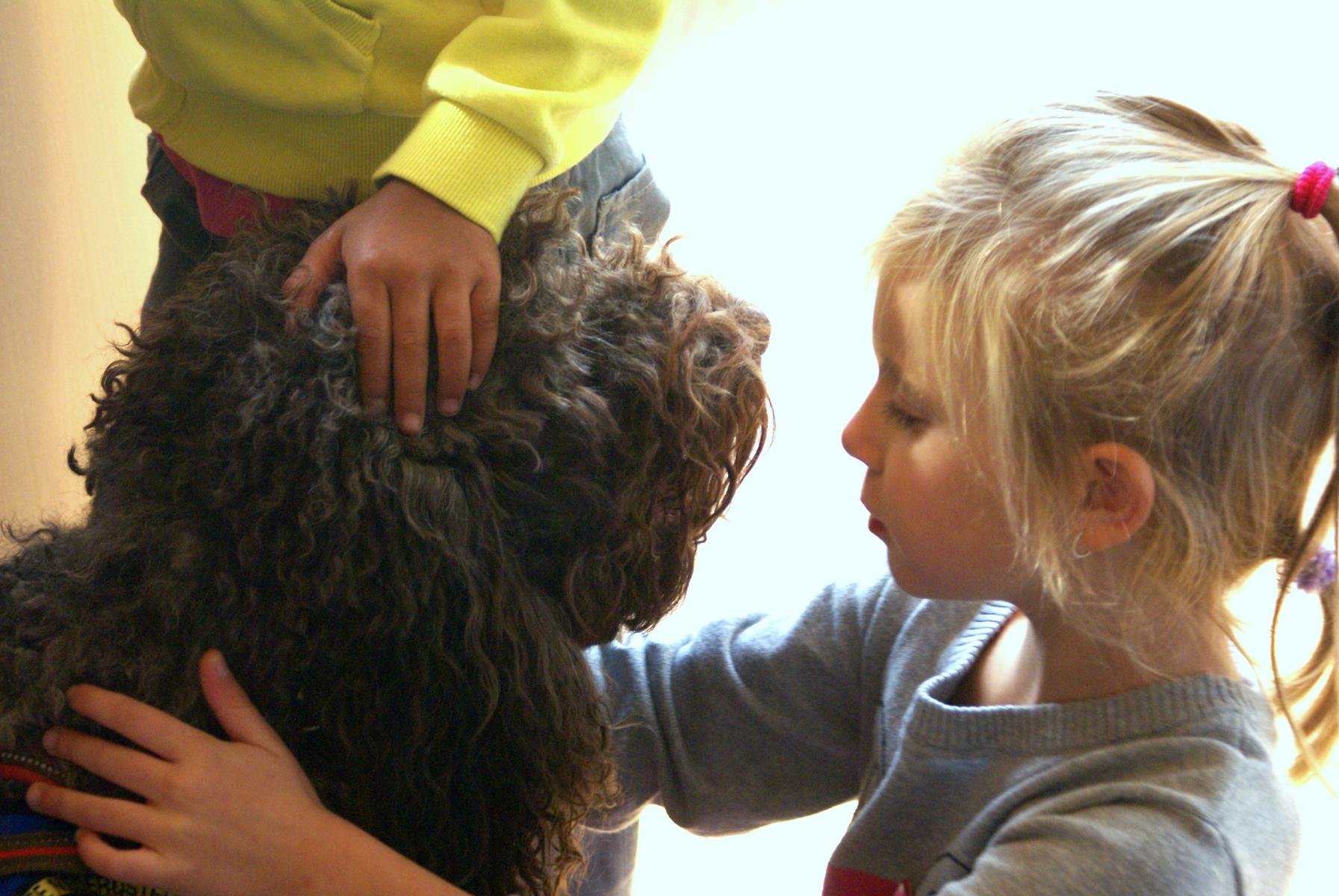 australian labradoodle
